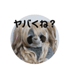 あらいぐまのラッキー（個別スタンプ：7）