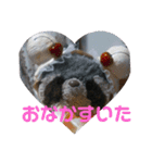 あらいぐまのラッキー（個別スタンプ：17）