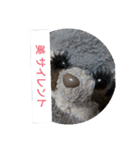 あらいぐまのラッキー（個別スタンプ：23）