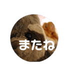 あらいぐまのラッキー（個別スタンプ：32）