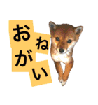 ミニ柴むぎちゃん（個別スタンプ：2）