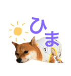 ミニ柴むぎちゃん（個別スタンプ：3）