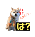 ミニ柴むぎちゃん（個別スタンプ：4）