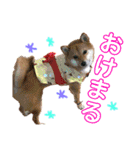 ミニ柴むぎちゃん（個別スタンプ：5）