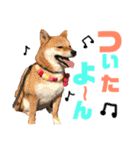 ミニ柴むぎちゃん（個別スタンプ：7）