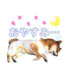 ミニ柴むぎちゃん（個別スタンプ：8）