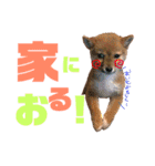 ミニ柴むぎちゃん（個別スタンプ：9）