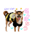 ミニ柴むぎちゃん（個別スタンプ：10）