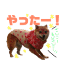 ミニ柴むぎちゃん（個別スタンプ：12）