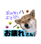 ミニ柴むぎちゃん（個別スタンプ：13）