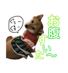 ミニ柴むぎちゃん（個別スタンプ：14）