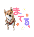 ミニ柴むぎちゃん（個別スタンプ：15）