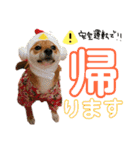 ミニ柴むぎちゃん（個別スタンプ：17）
