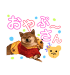 ミニ柴むぎちゃん（個別スタンプ：20）