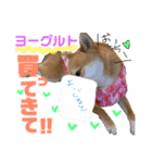 ミニ柴むぎちゃん（個別スタンプ：22）