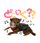 ミニ柴むぎちゃん（個別スタンプ：23）
