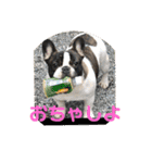 M.S.YブヒブヒスタンプP2（個別スタンプ：2）