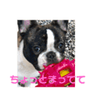 M.S.YブヒブヒスタンプP2（個別スタンプ：7）