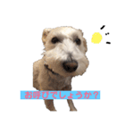白シュナロッキー（個別スタンプ：2）