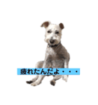 白シュナロッキー（個別スタンプ：4）