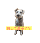 白シュナロッキー（個別スタンプ：6）
