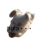 白シュナロッキー（個別スタンプ：9）