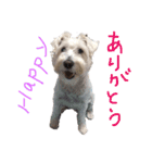白シュナロッキー（個別スタンプ：10）