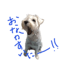 白シュナロッキー（個別スタンプ：11）