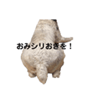 白シュナロッキー（個別スタンプ：13）