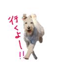 白シュナロッキー（個別スタンプ：15）