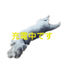 白シュナロッキー（個別スタンプ：16）