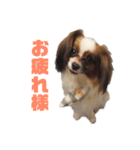 2匹のワンコシリーズ 日常編（個別スタンプ：1）