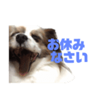 2匹のワンコシリーズ 日常編（個別スタンプ：5）