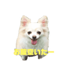 2匹のワンコシリーズ 日常編（個別スタンプ：6）