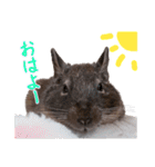 デグーのチョビぎんスタンプ（個別スタンプ：1）