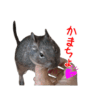 デグーのチョビぎんスタンプ（個別スタンプ：2）