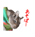 デグーのチョビぎんスタンプ（個別スタンプ：5）