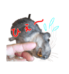 デグーのチョビぎんスタンプ（個別スタンプ：11）
