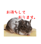 デグーのチョビぎんスタンプ（個別スタンプ：13）