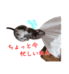 デグーのチョビぎんスタンプ（個別スタンプ：18）