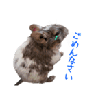 デグーのチョビぎんスタンプ（個別スタンプ：19）