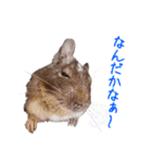 デグーのチョビぎんスタンプ（個別スタンプ：21）