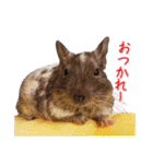 デグーのチョビぎんスタンプ（個別スタンプ：22）