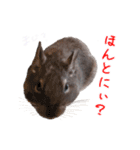 デグーのチョビぎんスタンプ（個別スタンプ：31）