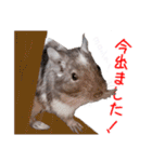 デグーのチョビぎんスタンプ（個別スタンプ：36）