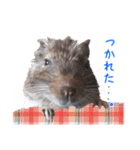 デグーのチョビぎんスタンプ（個別スタンプ：38）