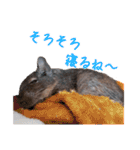 デグーのチョビぎんスタンプ（個別スタンプ：39）