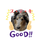 コリー犬のつぶやき（個別スタンプ：1）