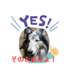 コリー犬のつぶやき（個別スタンプ：4）