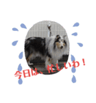 コリー犬のつぶやき（個別スタンプ：5）